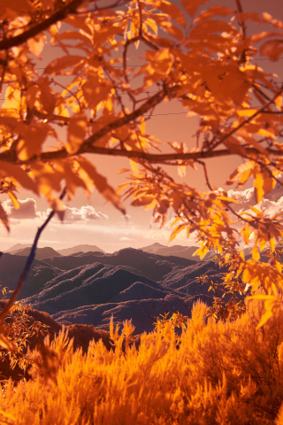 Mountains, tree branch, autumn, 240x320 wallpaper