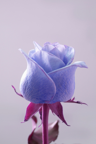 Blue rose, flower, bud, 240x320 wallpaper