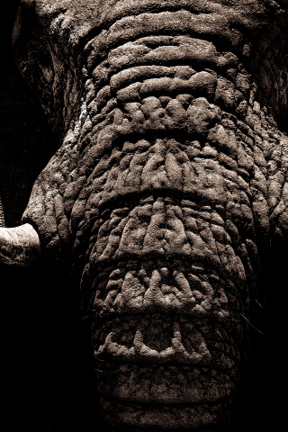 Elephant, big animal, muzzle, tusks, 240x320 wallpaper