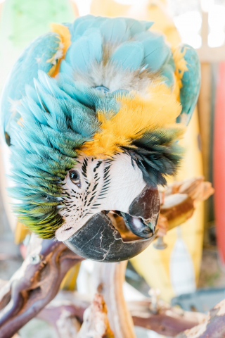 Macaw, parrot, close up, 240x320 wallpaper