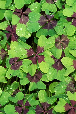 Green brown leaves, morning, water drops, 240x320 wallpaper