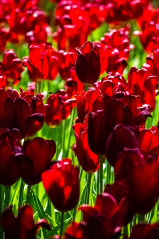 Red, tulip farm, bloom, exotic, 240x320 wallpaper