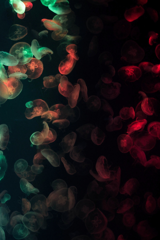 Jellyfish, glow, colorful, 240x320 wallpaper