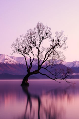 Tree, lake, reflections, violet sunset, nature, 240x320 wallpaper