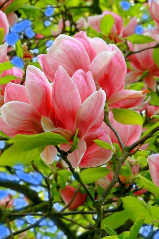 Close up, blossom, pink flowers, tree branches, 240x320 wallpaper
