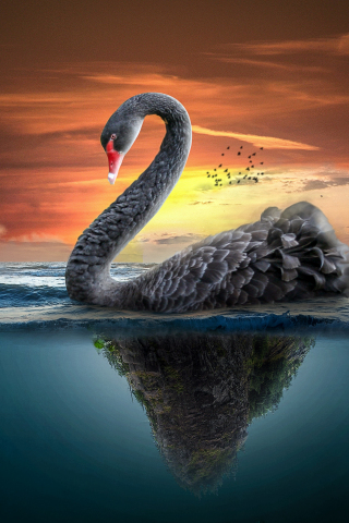 Big Black swan, fantasy, 240x320 wallpaper