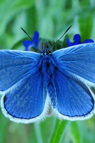 Close up, insect, blue butterfly, 240x320 wallpaper
