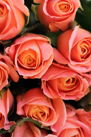 Roses, pink flowers, decorative, 240x320 wallpaper