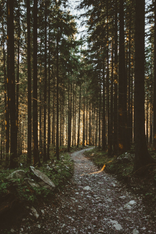Sunbeams, morning, forest, pathway, nature, 240x320 wallpaper