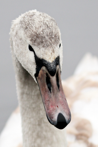 Swan, bird, muzzle, beak, 240x320 wallpaper