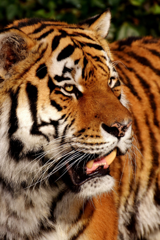 Tiger, predator, zoo, animal, 240x320 wallpaper