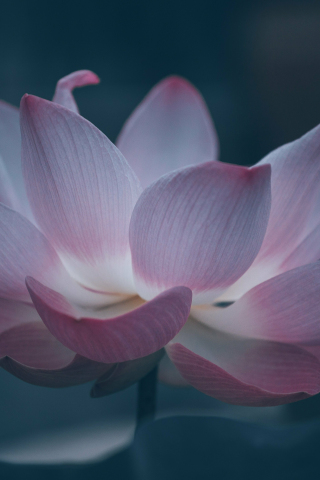 Bloom, beautiful pink lotus, 240x320 wallpaper