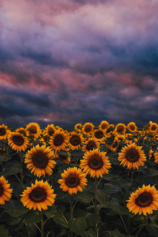 Sunflower farm, sunset, cloudy day, 240x320 wallpaper