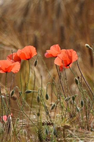 Poppies, red flowers, meadow, outdoor, 240x320 wallpaper