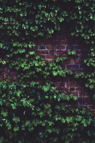 Brick wall, plants, green, 240x320 wallpaper