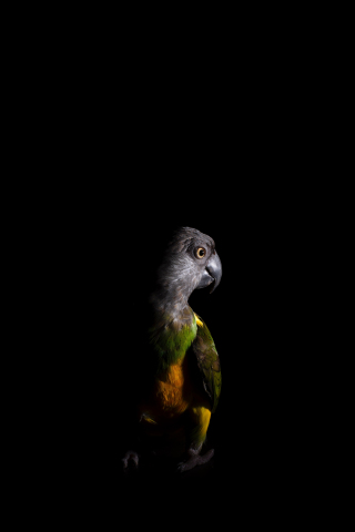 Parrot, portrait, colorful, 240x320 wallpaper