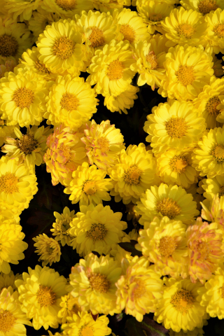 Yellow flowers, arrangement, 240x320 wallpaper