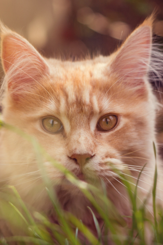 Cat behind grass, cute muzzle, animal, 240x320 wallpaper
