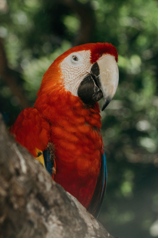 Red parrot, exotic, bird, 240x320 wallpaper