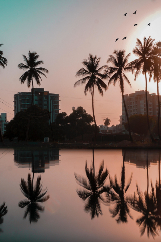 Palm trees, buildings, city, sunset, reflections, silhouette, 240x320 wallpaper