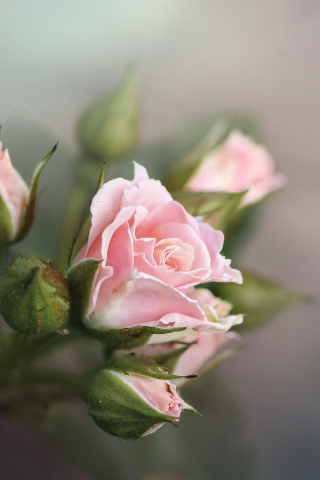 Fresh and pink roses, branch, 240x320 wallpaper