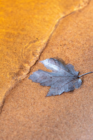 Wet dry leaf, close up, 240x320 wallpaper