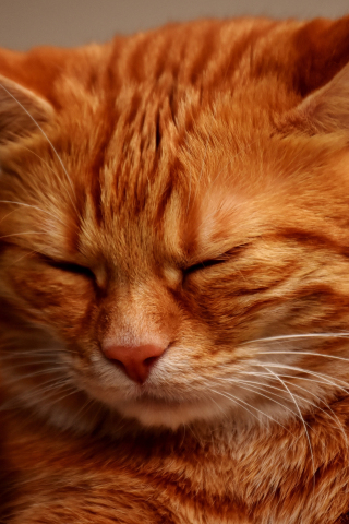 Muzzle, sleepy, orange cat, 240x320 wallpaper
