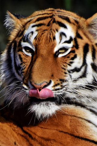 Tiger, predator, muzzle, licking, 240x320 wallpaper