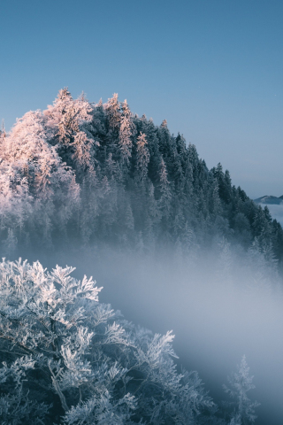 Mist, fog, tree, forest, winter, 240x320 wallpaper