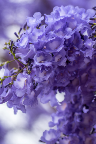 Blossom, purple white flowers, spring, 240x320 wallpaper