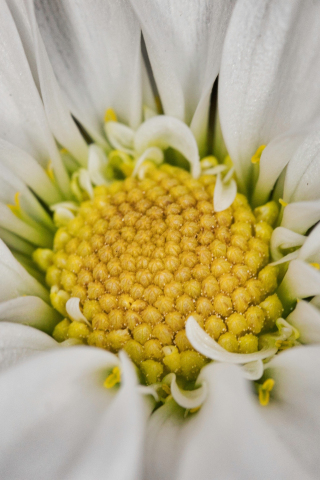 Close up, petals, pollen, white gerbera, 240x320 wallpaper