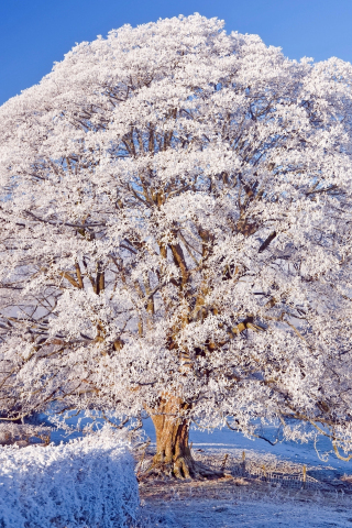 Winter, big tree, snowfrost, nature, 240x320 wallpaper