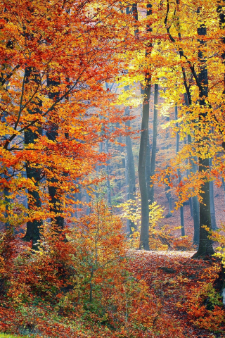 Autumn, trees, fallen leaves, forest, nature, landscape, 240x320 wallpaper