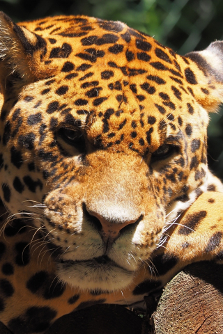 Jaguar, animal, predator, muzzle, wild, 240x320 wallpaper