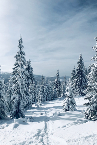 Winter, pine trees, nature, landscape, tree, 240x320 wallpaper