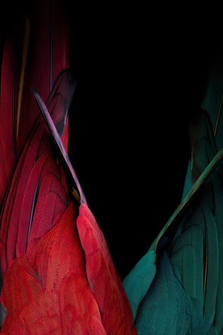 Birds tails, red and green birds, oled, 240x320 wallpaper