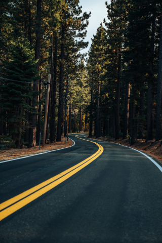 Road, yellow marks, trees, forest, 240x320 wallpaper
