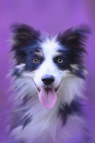 Dog, muzzle, Australian Shepherd, portrait, 240x320 wallpaper