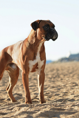 Boxer, dog, confident, pet, 240x320 wallpaper