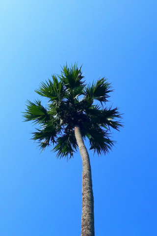 Palm tree, minimal, blue sky, 240x320 wallpaper
