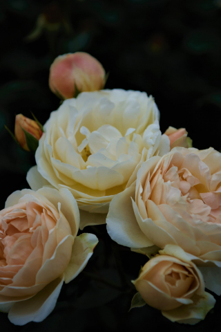 Yellow roses, branches, bloom, flowers, 240x320 wallpaper