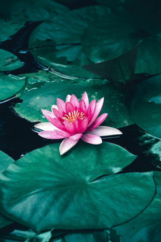 Lotus, flower, pink flower, pond, 240x320 wallpaper