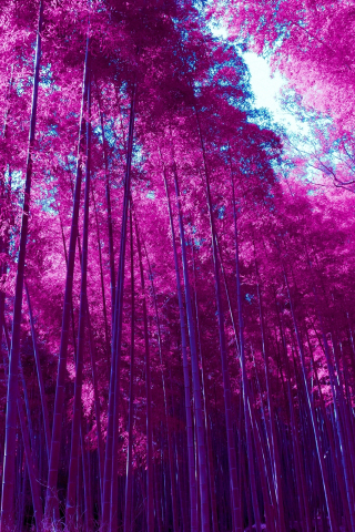 Bamboo forest, infrared photo, Kyoto, Japan, 240x320 wallpaper