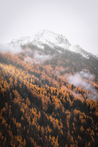 Autumn, forest, tree, yellow, mountains, 240x320 wallpaper