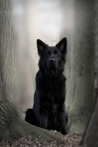 Black dog, German Shepherd, animal, outdoor, 240x320 wallpaper