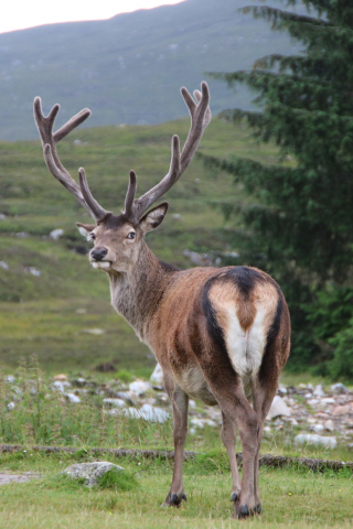 Deer, animal, horns, 240x320 wallpaper