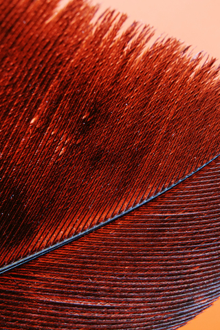 Red feather, bird's feather, closeup pattern, 240x320 wallpaper