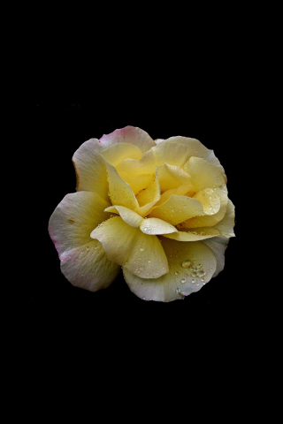 Yellow flower, rose, drops, portrait, 240x320 wallpaper