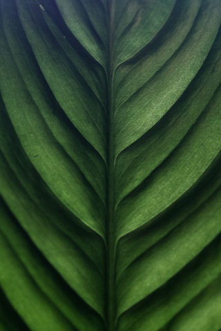 Leaf texture, green, macro, 240x320 wallpaper