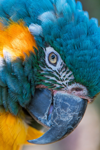 Macaw, parrot, colorful bird, muzzle, close up, 240x320 wallpaper